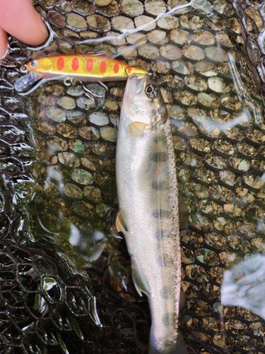 ヤマメの釣果