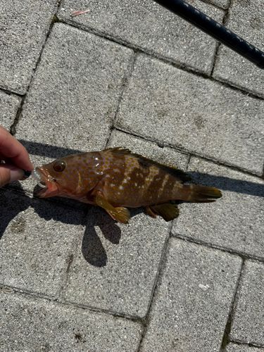 キジハタの釣果