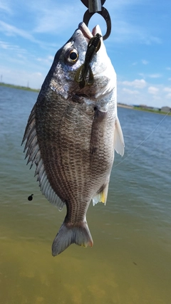 キビレの釣果