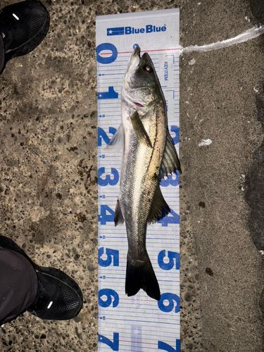 シーバスの釣果