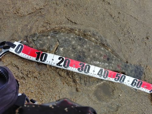 ヒラメの釣果