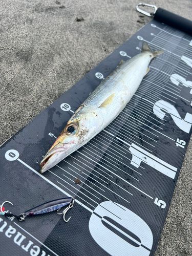 カマスの釣果