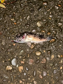 クロソイの釣果