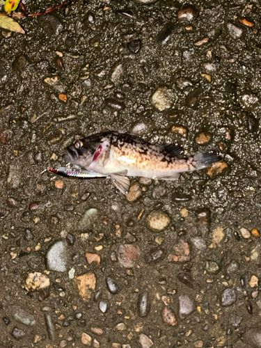 クロソイの釣果