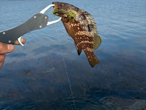 キジハタの釣果