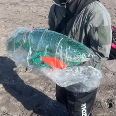サケの釣果