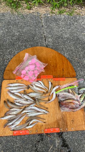 キスの釣果