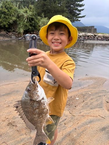 キビレの釣果