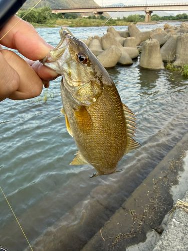 スモールマウスバスの釣果