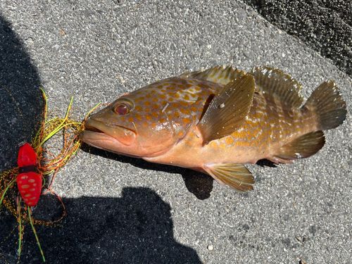アコウの釣果
