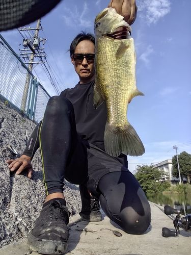 ラージマウスバスの釣果