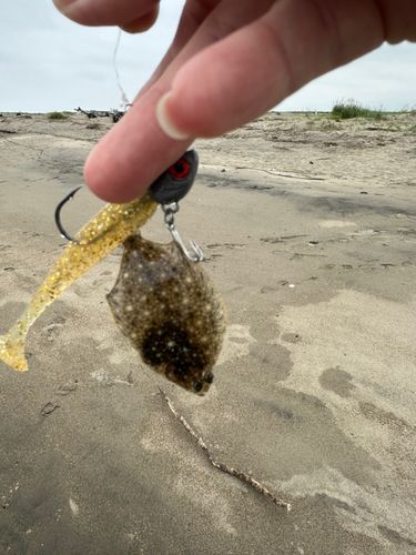 カレイの釣果