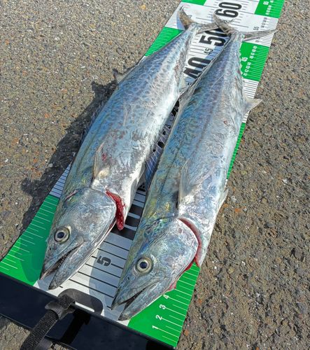 サゴシの釣果