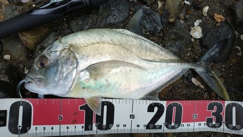 メッキの釣果