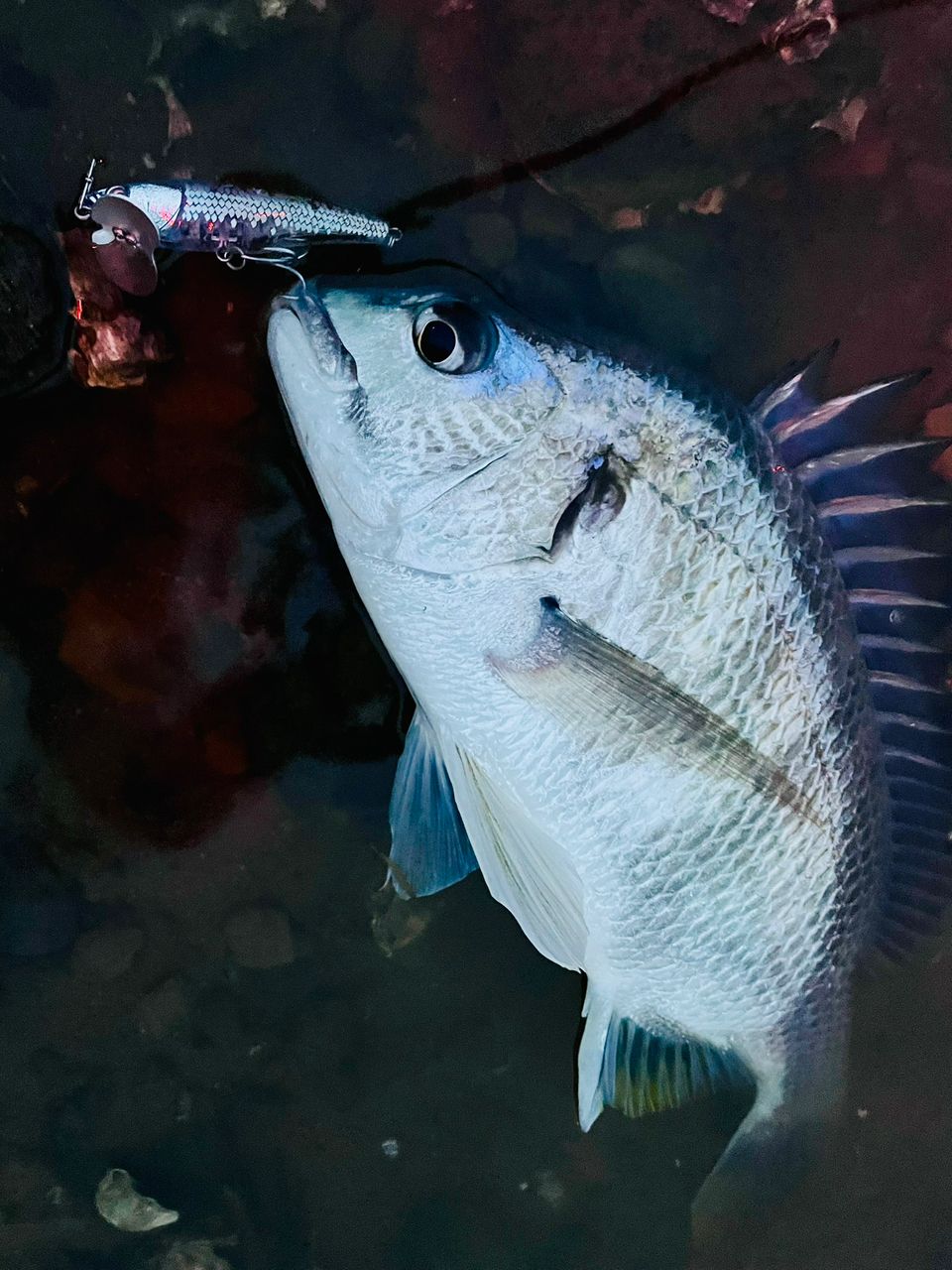 チヌの釣果写真