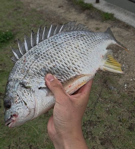 キビレの釣果