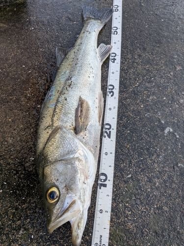 スズキの釣果