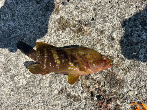 キジハタの釣果