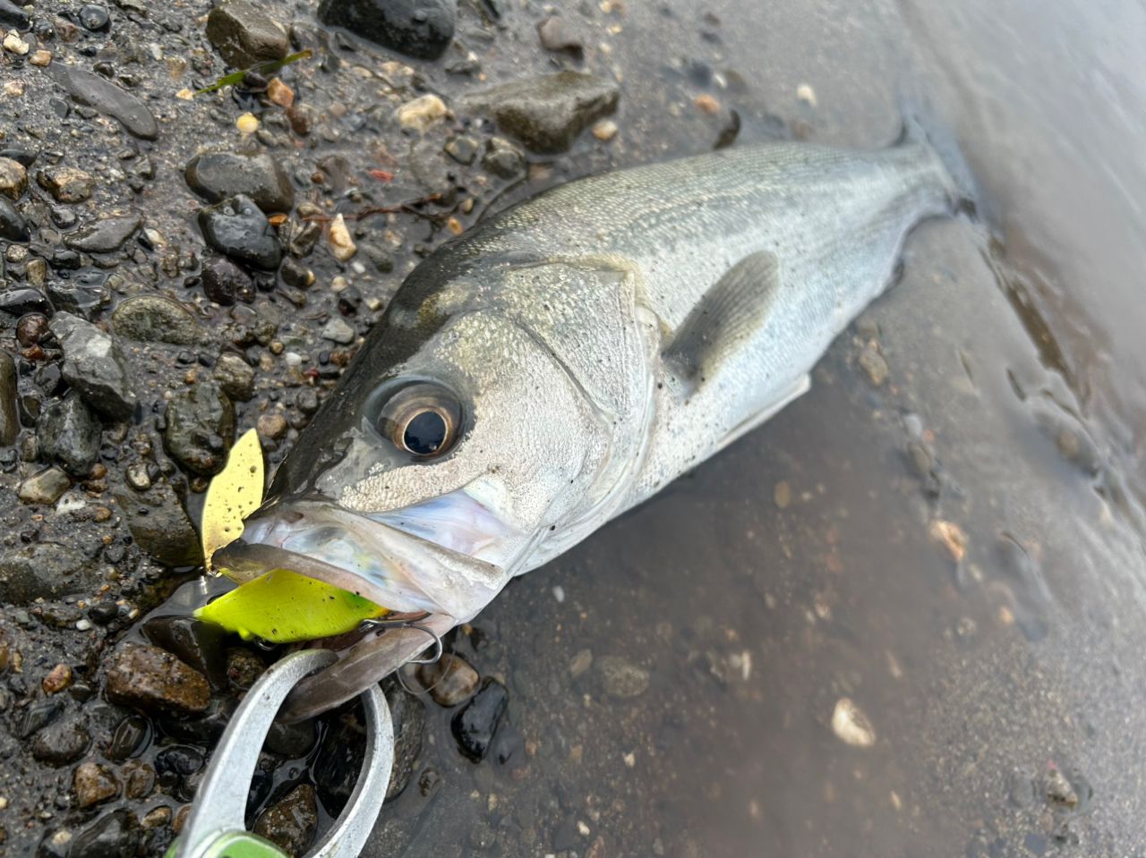 シーバスの釣果写真