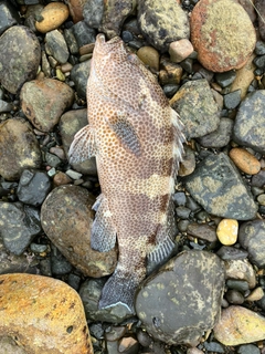 オオモンハタの釣果