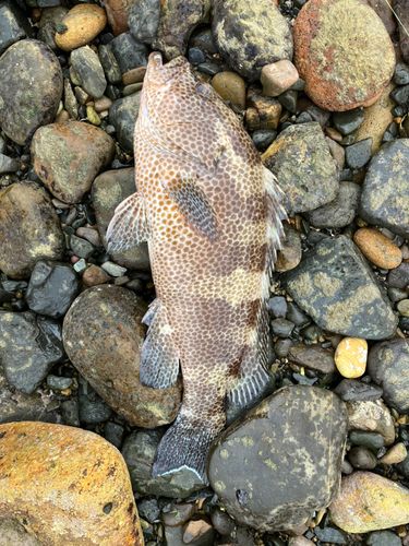 オオモンハタの釣果