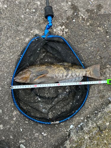 アイナメの釣果