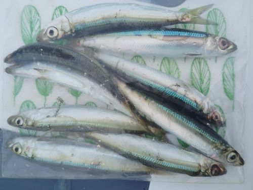 ウルメイワシの釣果