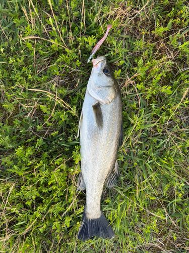 スズキの釣果