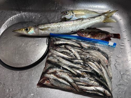 カタクチイワシの釣果