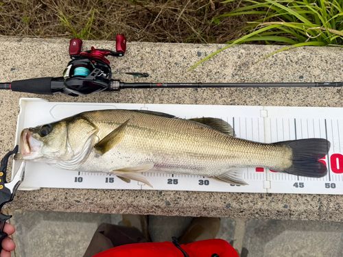 フッコ（マルスズキ）の釣果