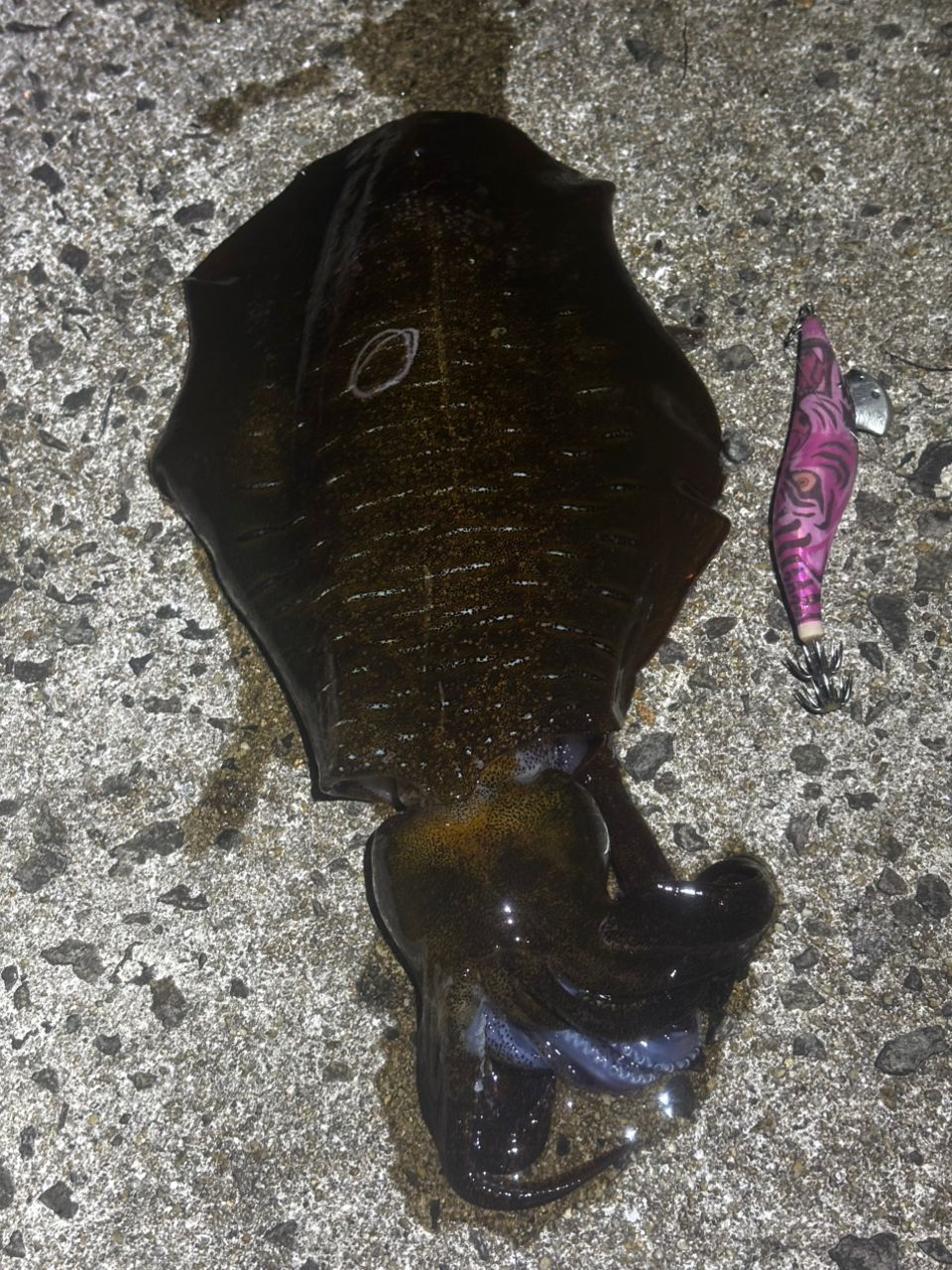 アオリイカの釣果写真