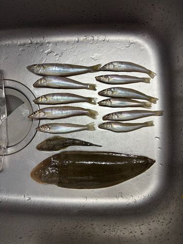 シタビラメの釣果