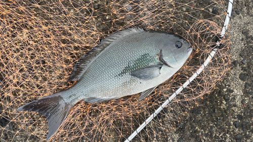 メジナの釣果