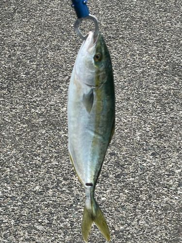 ツバスの釣果