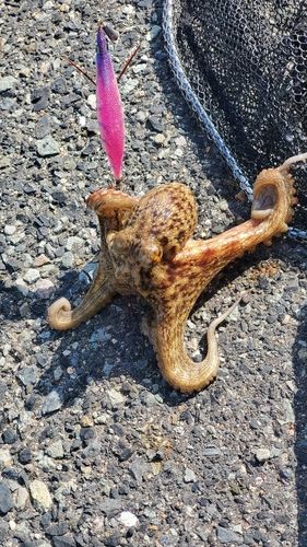 マダコの釣果