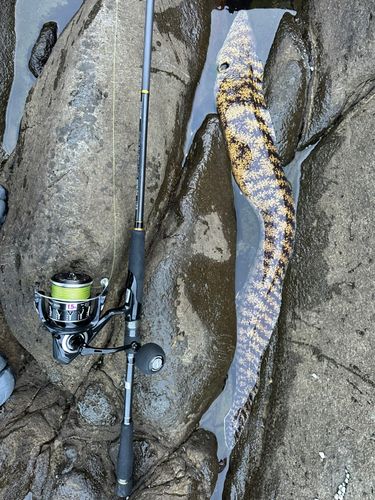 トラウツボの釣果
