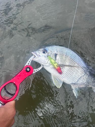 キビレの釣果