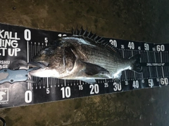 チヌの釣果