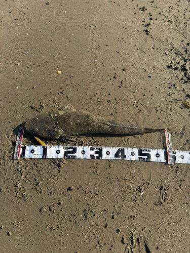 マゴチの釣果