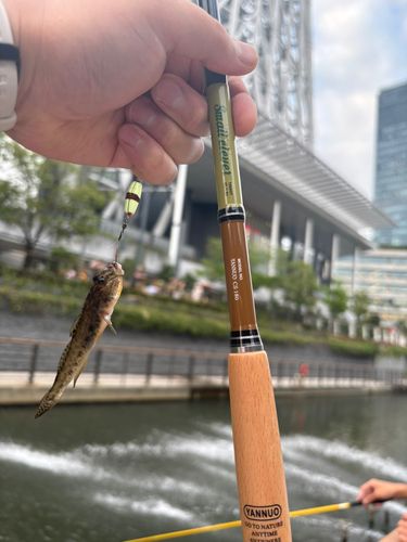 マハゼの釣果