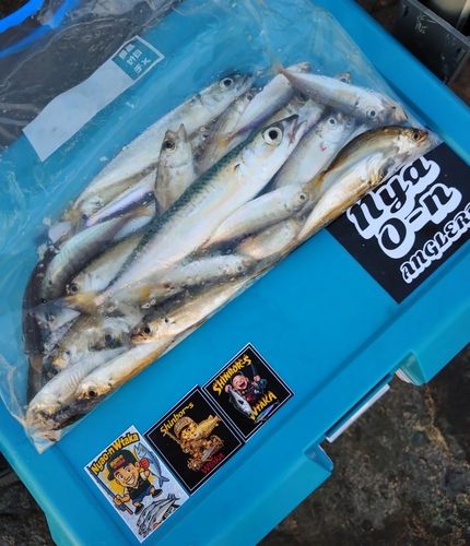 アジの釣果
