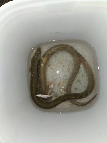 ウナギの釣果