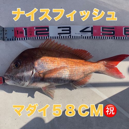 マダイの釣果