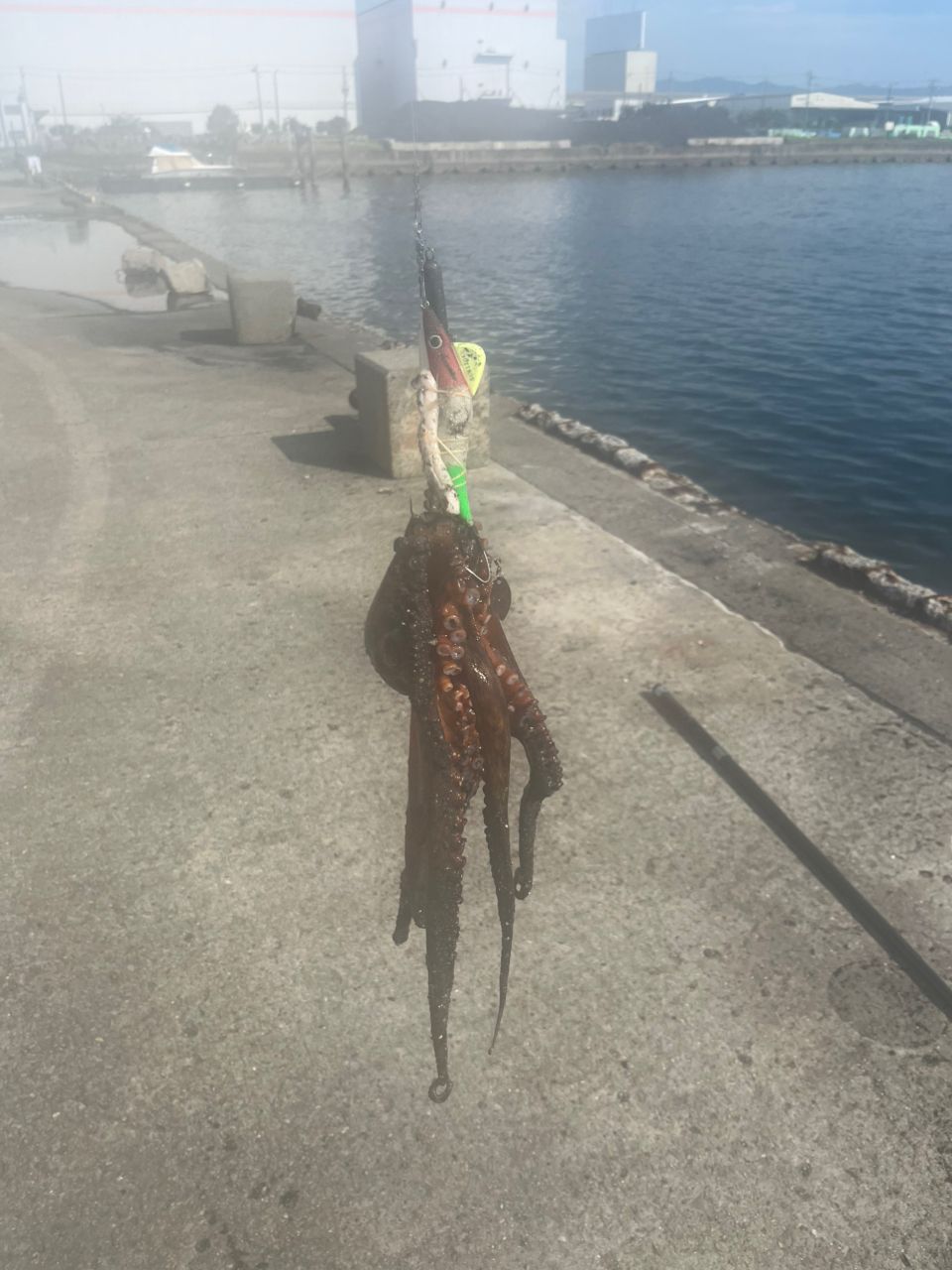 タコの釣果写真