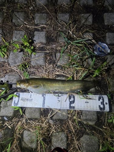 ナマズの釣果