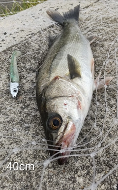 シーバスの釣果