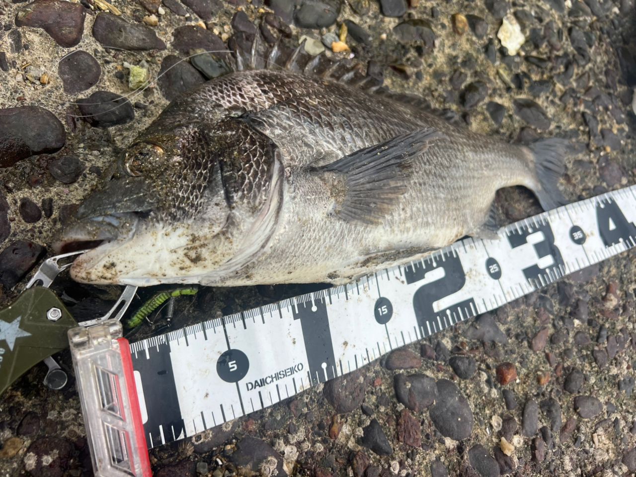 チヌの釣果写真