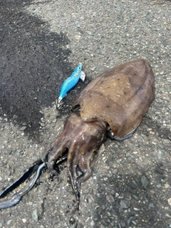 コウイカの釣果