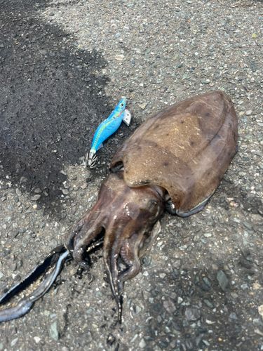コウイカの釣果