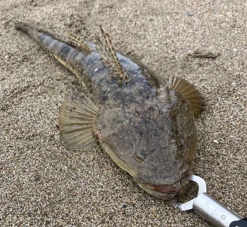 マゴチの釣果